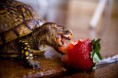 /album/%ce%b1%cf%83%cf%84%ce%b5%ce%af%ce%b1-%ce%bc%ce%b5-%ce%b6%cf%8e%ce%b1-/funny-animals-eating-strawberries-8-jpg/