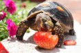 /album/%ce%b1%cf%83%cf%84%ce%b5%ce%af%ce%b1-%ce%bc%ce%b5-%ce%b6%cf%8e%ce%b1-/funny-animals-eating-strawberries-9-jpg/