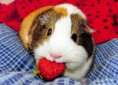 /album/%ce%b1%cf%83%cf%84%ce%b5%ce%af%ce%b1-%ce%bc%ce%b5-%ce%b6%cf%8e%ce%b1-/funny-animals-eating-strawberries-10-jpg/