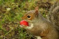 /album/%ce%b1%cf%83%cf%84%ce%b5%ce%af%ce%b1-%ce%bc%ce%b5-%ce%b6%cf%8e%ce%b1-/funny-animals-eating-strawberries-11-jpg/