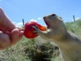 /album/%ce%b1%cf%83%cf%84%ce%b5%ce%af%ce%b1-%ce%bc%ce%b5-%ce%b6%cf%8e%ce%b1-/funny-animals-eating-strawberries-12-jpg/