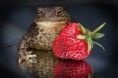 /album/%ce%b1%cf%83%cf%84%ce%b5%ce%af%ce%b1-%ce%bc%ce%b5-%ce%b6%cf%8e%ce%b1-/funny-animals-eating-strawberries-13-jpg/