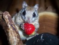 /album/%ce%b1%cf%83%cf%84%ce%b5%ce%af%ce%b1-%ce%bc%ce%b5-%ce%b6%cf%8e%ce%b1-/funny-animals-eating-strawberries-14-jpg/