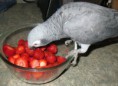 /album/%ce%b1%cf%83%cf%84%ce%b5%ce%af%ce%b1-%ce%bc%ce%b5-%ce%b6%cf%8e%ce%b1-/funny-animals-eating-strawberries-15-jpg/