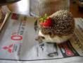 /album/%ce%b1%cf%83%cf%84%ce%b5%ce%af%ce%b1-%ce%bc%ce%b5-%ce%b6%cf%8e%ce%b1-/funny-animals-eating-strawberries-16-jpg/