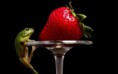 /album/%ce%b1%cf%83%cf%84%ce%b5%ce%af%ce%b1-%ce%bc%ce%b5-%ce%b6%cf%8e%ce%b1-/funny-animals-eating-strawberries-17-jpg/