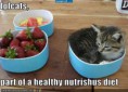/album/%ce%b1%cf%83%cf%84%ce%b5%ce%af%ce%b1-%ce%bc%ce%b5-%ce%b6%cf%8e%ce%b1-/funny-animals-eating-strawberries-19-jpg/