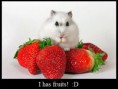 /album/%ce%b1%cf%83%cf%84%ce%b5%ce%af%ce%b1-%ce%bc%ce%b5-%ce%b6%cf%8e%ce%b1-/funny-animals-eating-strawberries-20-jpg/