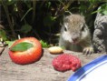 /album/%ce%b1%cf%83%cf%84%ce%b5%ce%af%ce%b1-%ce%bc%ce%b5-%ce%b6%cf%8e%ce%b1-/funny-animals-eating-strawberries-21-jpg/