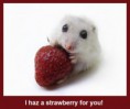 /album/%ce%b1%cf%83%cf%84%ce%b5%ce%af%ce%b1-%ce%bc%ce%b5-%ce%b6%cf%8e%ce%b1-/funny-animals-eating-strawberries-574x480-jpg/