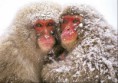 /album/%ce%b1%cf%83%cf%84%ce%b5%ce%af%ce%b1-%ce%bc%ce%b5-%ce%b6%cf%8e%ce%b1-/funny-animals-in-the-snow-jpg/