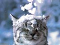 /album/%ce%b1%cf%83%cf%84%ce%b5%ce%af%ce%b1-%ce%bc%ce%b5-%ce%b6%cf%8e%ce%b1-/funny-animals-in-the-snow-3-640x480-jpg/