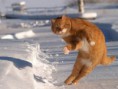 /album/%ce%b1%cf%83%cf%84%ce%b5%ce%af%ce%b1-%ce%bc%ce%b5-%ce%b6%cf%8e%ce%b1-/funny-animals-in-the-snow-4-jpg/
