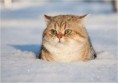 /album/%ce%b1%cf%83%cf%84%ce%b5%ce%af%ce%b1-%ce%bc%ce%b5-%ce%b6%cf%8e%ce%b1-/funny-animals-in-the-snow-5-jpg/