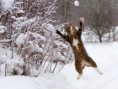 /album/%ce%b1%cf%83%cf%84%ce%b5%ce%af%ce%b1-%ce%bc%ce%b5-%ce%b6%cf%8e%ce%b1-/funny-animals-in-the-snow-6-jpg/