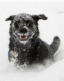 /album/%ce%b1%cf%83%cf%84%ce%b5%ce%af%ce%b1-%ce%bc%ce%b5-%ce%b6%cf%8e%ce%b1-/funny-animals-in-the-snow-7-376x480-jpg/