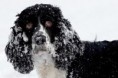 /album/%ce%b1%cf%83%cf%84%ce%b5%ce%af%ce%b1-%ce%bc%ce%b5-%ce%b6%cf%8e%ce%b1-/funny-animals-in-the-snow-8-jpg/