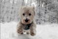 /album/%ce%b1%cf%83%cf%84%ce%b5%ce%af%ce%b1-%ce%bc%ce%b5-%ce%b6%cf%8e%ce%b1-/funny-animals-in-the-snow-9-jpg/