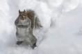 /album/%ce%b1%cf%83%cf%84%ce%b5%ce%af%ce%b1-%ce%bc%ce%b5-%ce%b6%cf%8e%ce%b1-/funny-animals-in-the-snow-10-jpg/