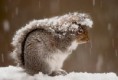 /album/%ce%b1%cf%83%cf%84%ce%b5%ce%af%ce%b1-%ce%bc%ce%b5-%ce%b6%cf%8e%ce%b1-/funny-animals-in-the-snow-11-jpg/
