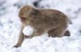/album/%ce%b1%cf%83%cf%84%ce%b5%ce%af%ce%b1-%ce%bc%ce%b5-%ce%b6%cf%8e%ce%b1-/funny-animals-in-the-snow-12-jpg/