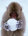 /album/%ce%b1%cf%83%cf%84%ce%b5%ce%af%ce%b1-%ce%bc%ce%b5-%ce%b6%cf%8e%ce%b1-/funny-animals-in-the-snow-13-382x480-jpg/