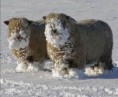 /album/%ce%b1%cf%83%cf%84%ce%b5%ce%af%ce%b1-%ce%bc%ce%b5-%ce%b6%cf%8e%ce%b1-/funny-animals-in-the-snow-14-jpg/