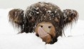 /album/%ce%b1%cf%83%cf%84%ce%b5%ce%af%ce%b1-%ce%bc%ce%b5-%ce%b6%cf%8e%ce%b1-/funny-animals-in-the-snow-15-640x377-jpg/