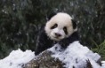 /album/%ce%b1%cf%83%cf%84%ce%b5%ce%af%ce%b1-%ce%bc%ce%b5-%ce%b6%cf%8e%ce%b1-/funny-animals-in-the-snow-16-jpg/