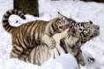 /album/%ce%b1%cf%83%cf%84%ce%b5%ce%af%ce%b1-%ce%bc%ce%b5-%ce%b6%cf%8e%ce%b1-/funny-animals-in-the-snow-17-jpg/