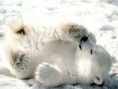 /album/%ce%b1%cf%83%cf%84%ce%b5%ce%af%ce%b1-%ce%bc%ce%b5-%ce%b6%cf%8e%ce%b1-/funny-animals-in-the-snow-18-640x480-jpg/