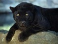 /album/%ce%b1%cf%83%cf%84%ce%b5%ce%af%ce%b1-%ce%bc%ce%b5-%ce%b6%cf%8e%ce%b1-/funny-black-cute-animals-compilation-jpg/