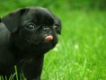 /album/%ce%b1%cf%83%cf%84%ce%b5%ce%af%ce%b1-%ce%bc%ce%b5-%ce%b6%cf%8e%ce%b1-/funny-black-cute-animals-compilation-4-jpg/
