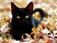 /album/%ce%b1%cf%83%cf%84%ce%b5%ce%af%ce%b1-%ce%bc%ce%b5-%ce%b6%cf%8e%ce%b1-/funny-black-cute-animals-compilation-5-jpg/