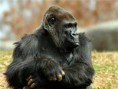 /album/%ce%b1%cf%83%cf%84%ce%b5%ce%af%ce%b1-%ce%bc%ce%b5-%ce%b6%cf%8e%ce%b1-/funny-black-cute-animals-compilation-6-jpg/