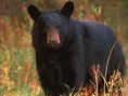 /album/%ce%b1%cf%83%cf%84%ce%b5%ce%af%ce%b1-%ce%bc%ce%b5-%ce%b6%cf%8e%ce%b1-/funny-black-cute-animals-compilation-7-jpg/