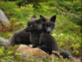 /album/%ce%b1%cf%83%cf%84%ce%b5%ce%af%ce%b1-%ce%bc%ce%b5-%ce%b6%cf%8e%ce%b1-/funny-black-cute-animals-compilation-8-jpg/