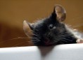 /album/%ce%b1%cf%83%cf%84%ce%b5%ce%af%ce%b1-%ce%bc%ce%b5-%ce%b6%cf%8e%ce%b1-/funny-black-cute-animals-compilation-9-jpg/