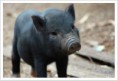 /album/%ce%b1%cf%83%cf%84%ce%b5%ce%af%ce%b1-%ce%bc%ce%b5-%ce%b6%cf%8e%ce%b1-/funny-black-cute-animals-compilation-10-jpg/