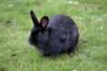 /album/%ce%b1%cf%83%cf%84%ce%b5%ce%af%ce%b1-%ce%bc%ce%b5-%ce%b6%cf%8e%ce%b1-/funny-black-cute-animals-compilation-11-jpg/