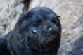 /album/%ce%b1%cf%83%cf%84%ce%b5%ce%af%ce%b1-%ce%bc%ce%b5-%ce%b6%cf%8e%ce%b1-/funny-black-cute-animals-compilation-12-jpg/