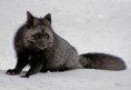 /album/%ce%b1%cf%83%cf%84%ce%b5%ce%af%ce%b1-%ce%bc%ce%b5-%ce%b6%cf%8e%ce%b1-/funny-black-cute-animals-compilation-13-jpg/