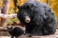/album/%ce%b1%cf%83%cf%84%ce%b5%ce%af%ce%b1-%ce%bc%ce%b5-%ce%b6%cf%8e%ce%b1-/funny-black-cute-animals-compilation-15-jpg/
