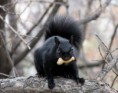 /album/%ce%b1%cf%83%cf%84%ce%b5%ce%af%ce%b1-%ce%bc%ce%b5-%ce%b6%cf%8e%ce%b1-/funny-black-cute-animals-compilation-16-609x480-jpg/