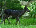 /album/%ce%b1%cf%83%cf%84%ce%b5%ce%af%ce%b1-%ce%bc%ce%b5-%ce%b6%cf%8e%ce%b1-/funny-black-cute-animals-compilation-17-jpg/