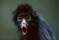 /album/%ce%b1%cf%83%cf%84%ce%b5%ce%af%ce%b1-%ce%bc%ce%b5-%ce%b6%cf%8e%ce%b1-/funny-black-cute-animals-compilation-18-jpg/