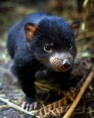 /album/%ce%b1%cf%83%cf%84%ce%b5%ce%af%ce%b1-%ce%bc%ce%b5-%ce%b6%cf%8e%ce%b1-/funny-black-cute-animals-compilation-19-384x480-jpg/