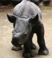 /album/%ce%b1%cf%83%cf%84%ce%b5%ce%af%ce%b1-%ce%bc%ce%b5-%ce%b6%cf%8e%ce%b1-/funny-black-cute-animals-compilation-20-428x480-jpg/