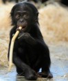 /album/%ce%b1%cf%83%cf%84%ce%b5%ce%af%ce%b1-%ce%bc%ce%b5-%ce%b6%cf%8e%ce%b1-/funny-black-cute-animals-compilation-21-404x480-jpg/