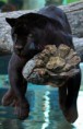 /album/%ce%b1%cf%83%cf%84%ce%b5%ce%af%ce%b1-%ce%bc%ce%b5-%ce%b6%cf%8e%ce%b1-/funny-black-cute-animals-compilation-22-306x480-jpg/